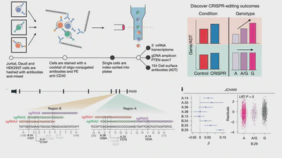 Precisely defining disease variant effects in CRISPR-edited single cells featured image
