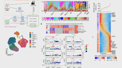 Impact of disease-associated chromatin accessibility QTLs across immune cell types and contexts featured image